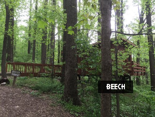 Beech Tree Cottage Campsite