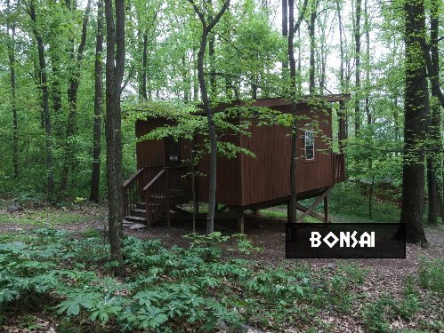 Bonsai Tree Cottage Campsite