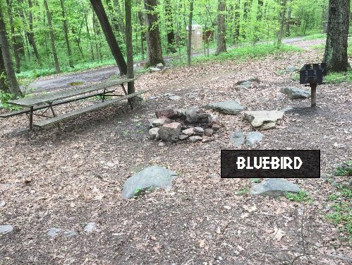 Bluebird Tree House Campsite